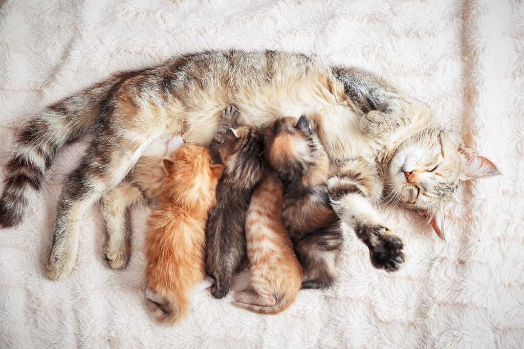 reproduction chat
